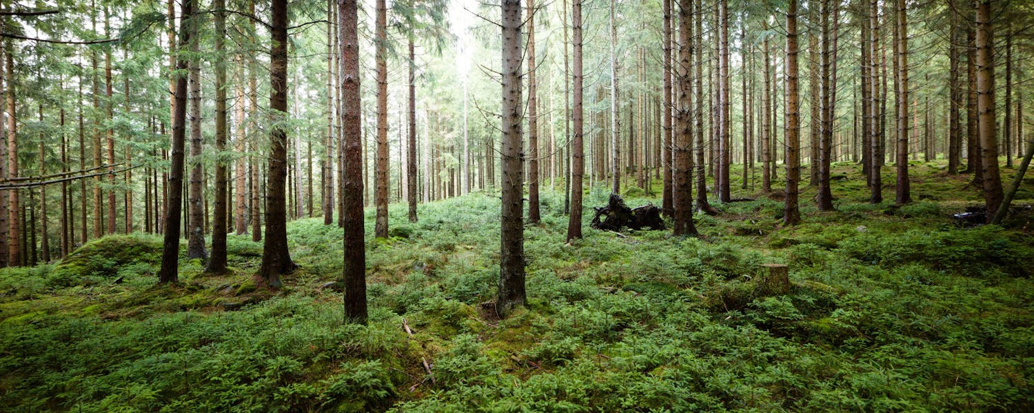 shutterstock 785890324 Panoraama metsä